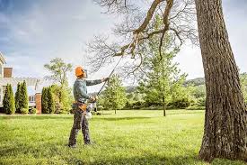 How Our Tree Care Process Works  in Carbondale, PA